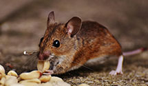 24 Hour & Emergency Exterminators in Lebanon, CT